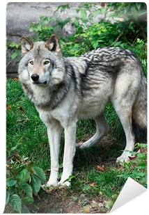 Dreaming Of The Wolf By Terry Spear (400x400), Png Download
