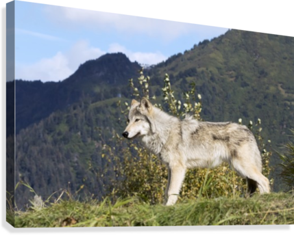 Female Gray Wolf , Captive, Alaska Wildlife Conservation - Female Gray Wolf Captive Alaska Wildlife Conservation (429x344), Png Download