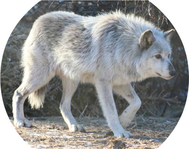 Gray Wolf Stock 24 By Hotnstock-d8eek9q - Canis Lupus Tundrarum (962x631), Png Download