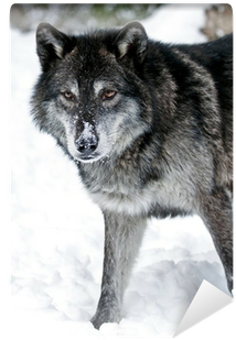 Wolf (400x400), Png Download