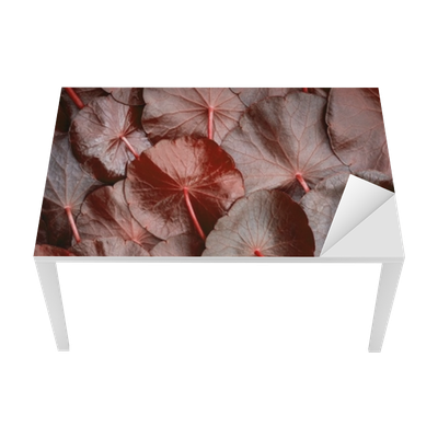 Proteção Para Mesa E Secretária Feche Acima Do Círculo - Centella Asiatica Red (400x400), Png Download