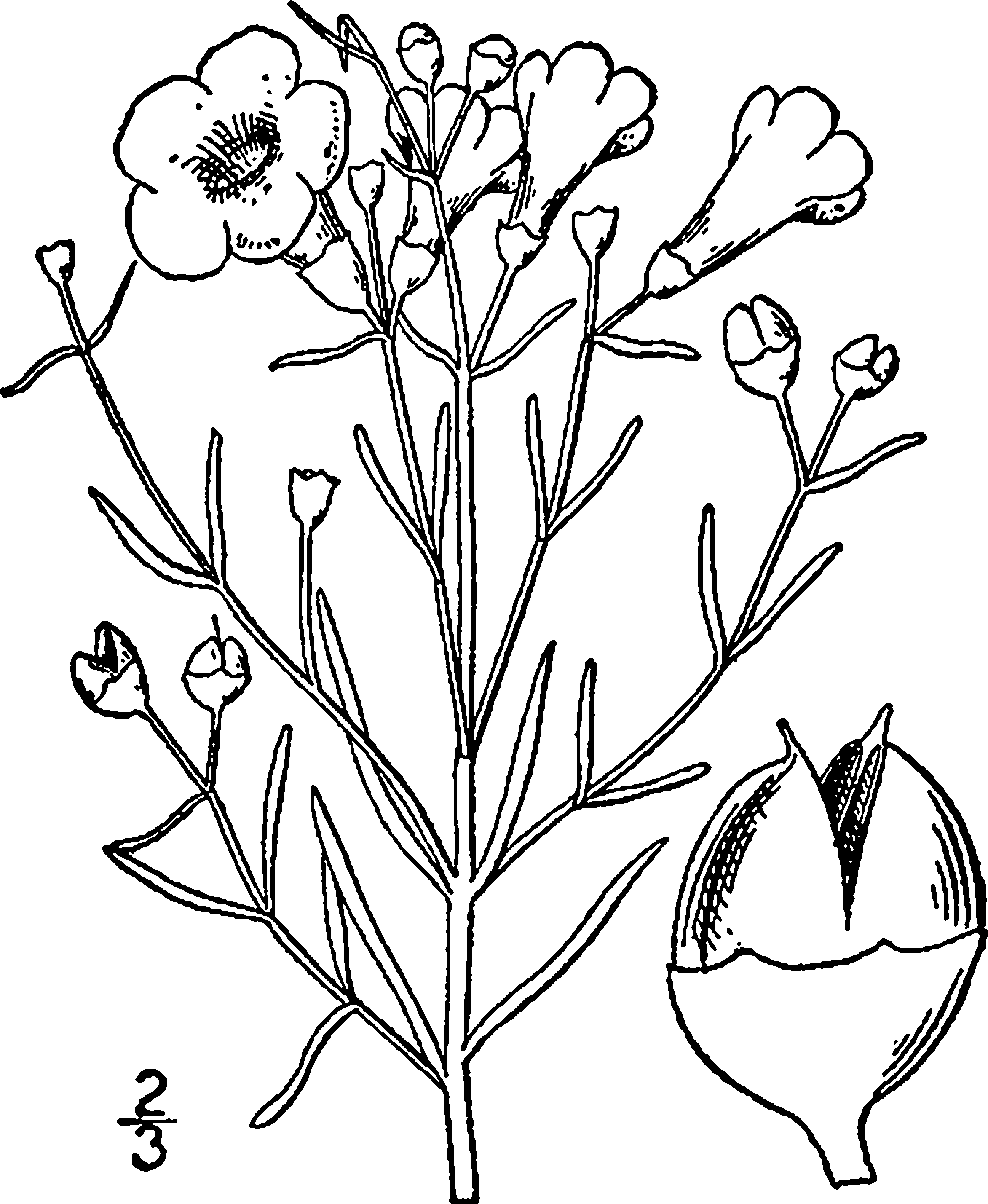 Agalinis Maritima Drawing - United States Of America (2392x2944), Png Download