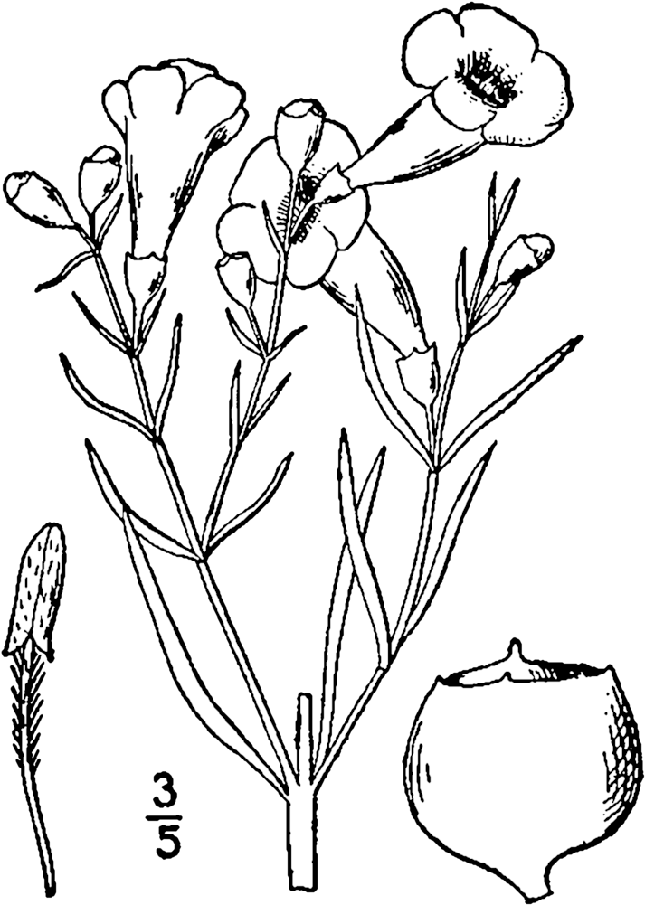 Agalinis Linifolia Drawing - Line Art (739x1024), Png Download