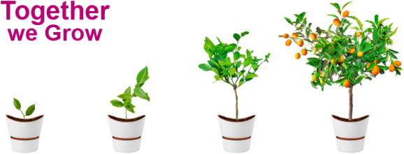 Plant Growth - Flowerpot (624x263), Png Download