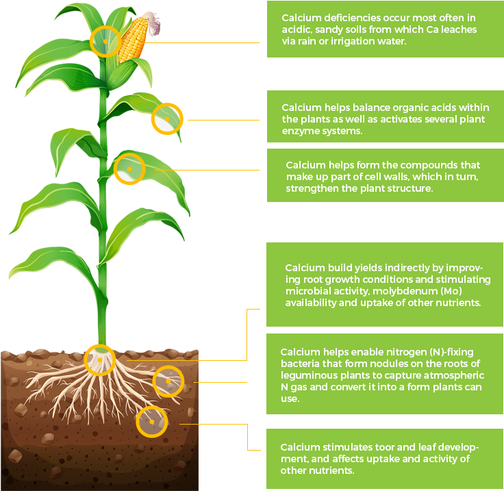 Are As Important To Plant Nutrition As The Primary - Corn Plant With Roots (759x736), Png Download