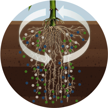 Enables Stronger Plant Growth - Plants (428x428), Png Download