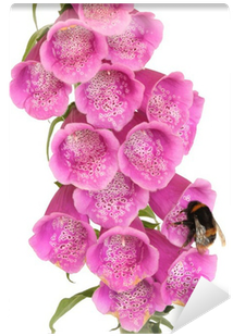 Pollen (400x400), Png Download