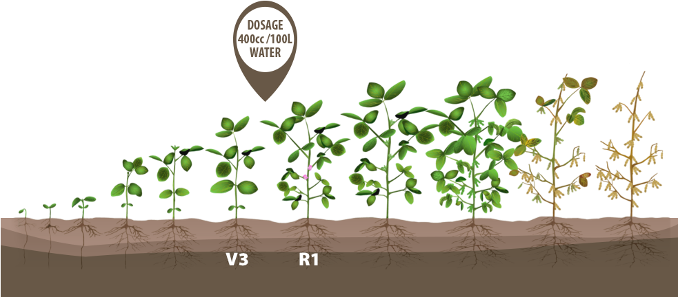 Image - Soybean Crop Growth Stages (982x472), Png Download