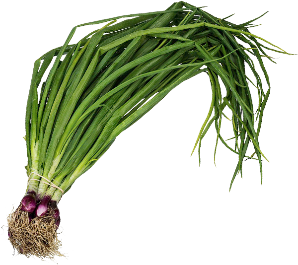 Spring Onion - ఉల్లి కాడలు - हरी प्याज - Spring Onion Png (600x600), Png Download