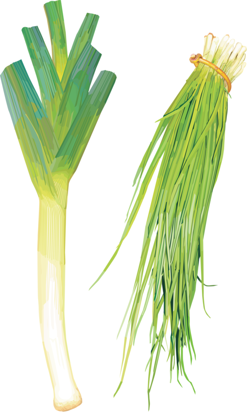 Green Onions - Leek (500x834), Png Download