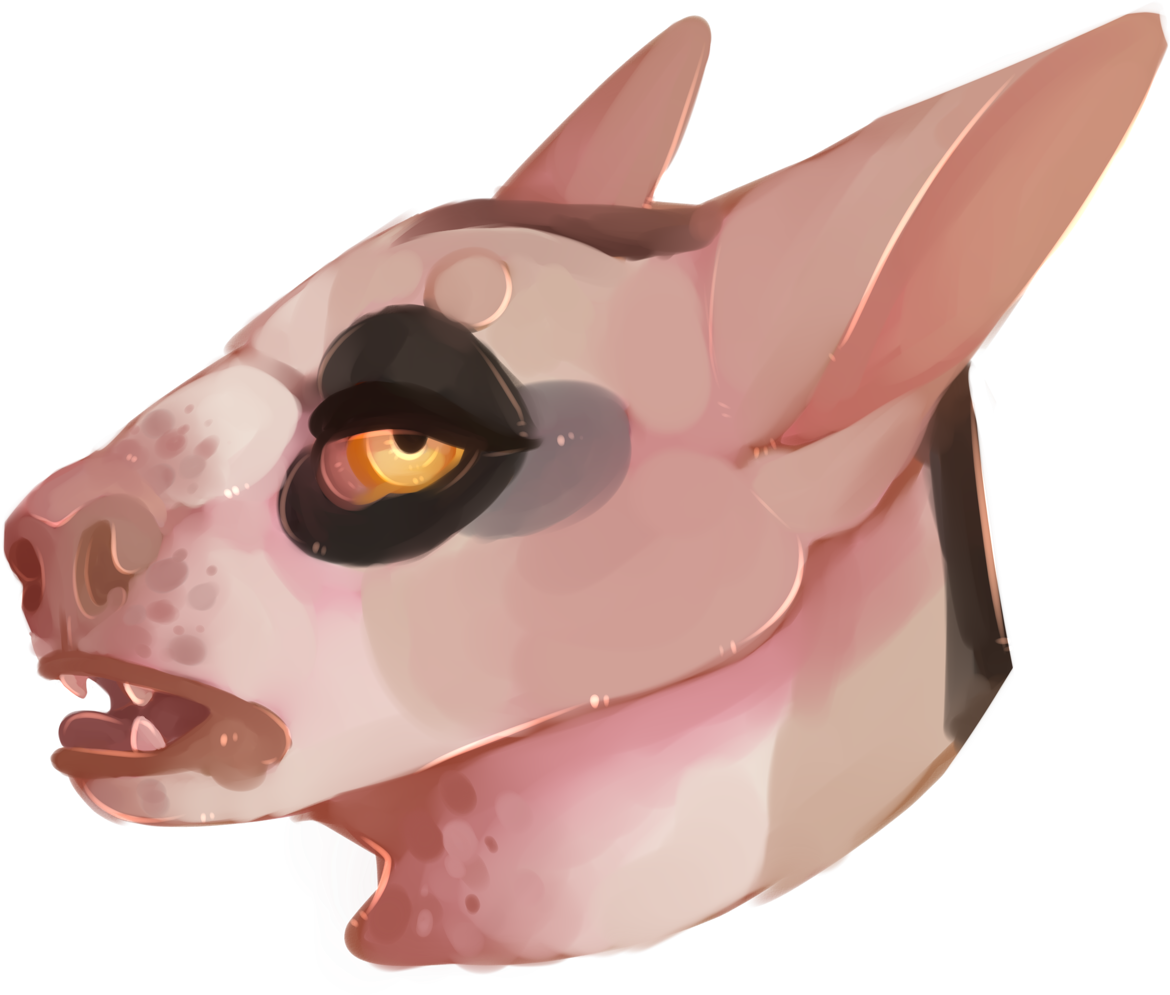 Details - Domestic Pig (2963x2175), Png Download