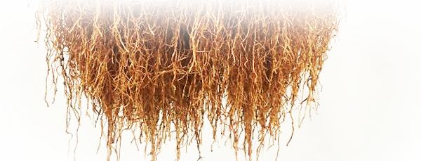 Container Plants And Tangled Roots - Roots Canada (600x229), Png Download