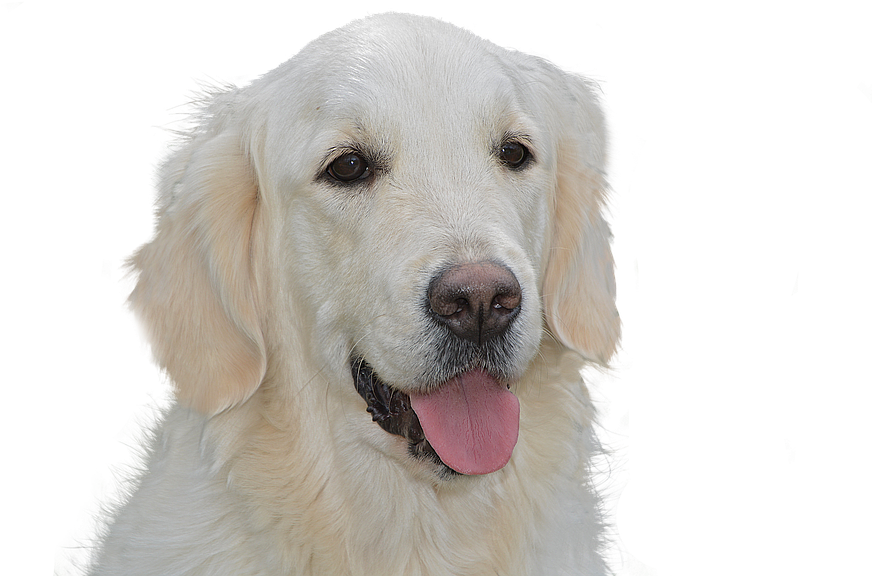 Dog Free, Golden Retriever, Pet, Hundeportrait, Animal - Dog (960x640), Png Download