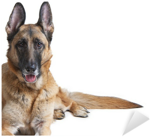 Download German Shepherd Dog Female Laying Down Sticker Pixers German Shepherd Png Image With No Background Pngkey Com