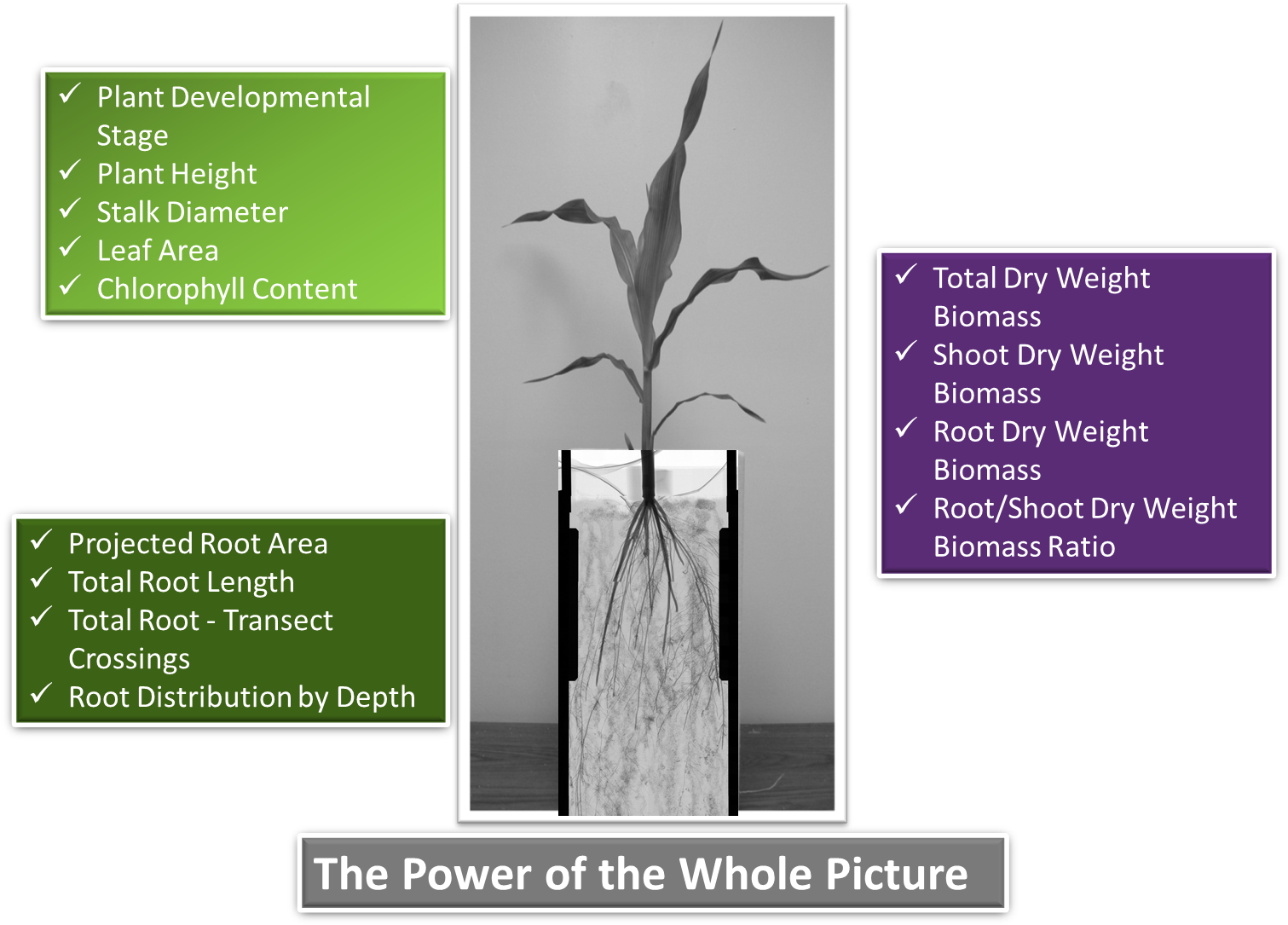 Phenotype Screening Corporation - Mexican Pinyon (1522x1120), Png Download
