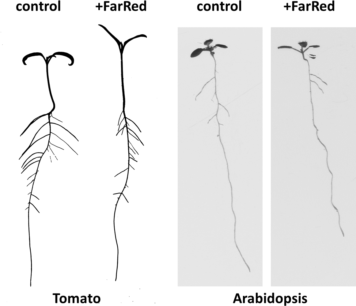 Tomato And Arabidopsis - Rockcress (1161x1060), Png Download
