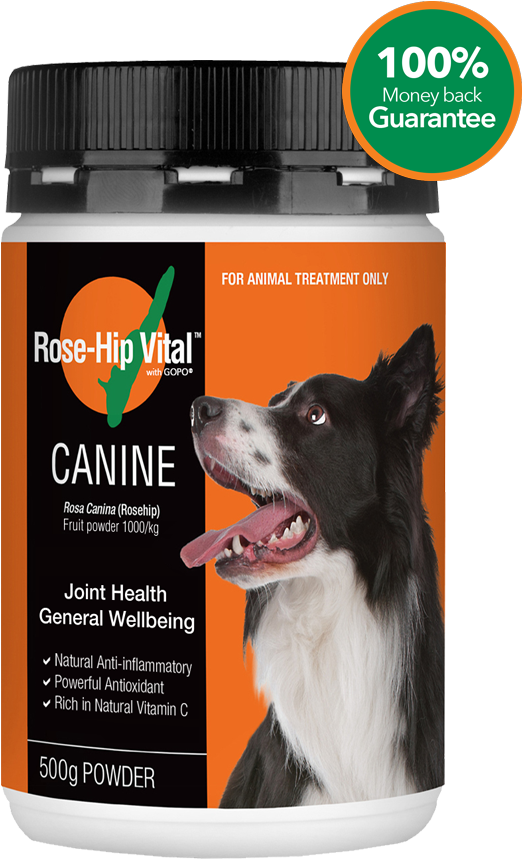 Improve Your Dog's Joint Health And Wellbeing - Rose Hip Vital (800x880), Png Download