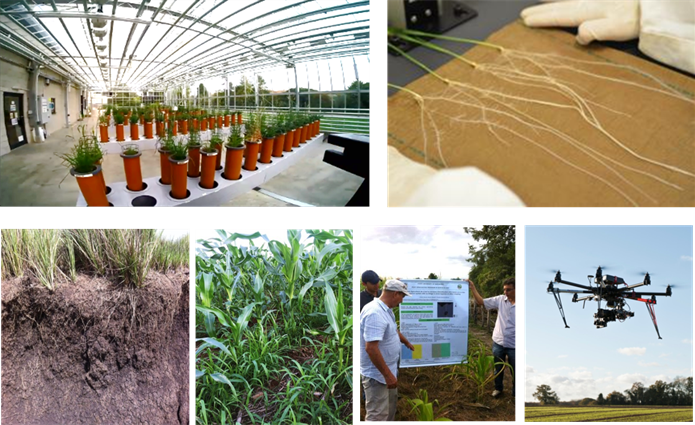 Images Of Experiments Involving Roots In A Glasshouse - Greenhouse (695x425), Png Download