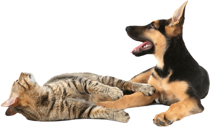 Cats And Kittens - Cat Yawns (1000x650), Png Download