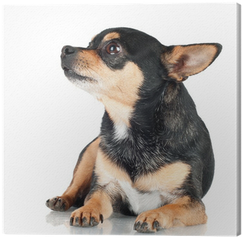Black Chihuahua Dog Lying Down Canvas Print • Pixers® - Chihuahua Perro Negro (400x400), Png Download