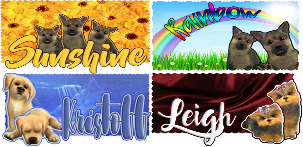 Pets Wanted - Tonkinese (1042x506), Png Download