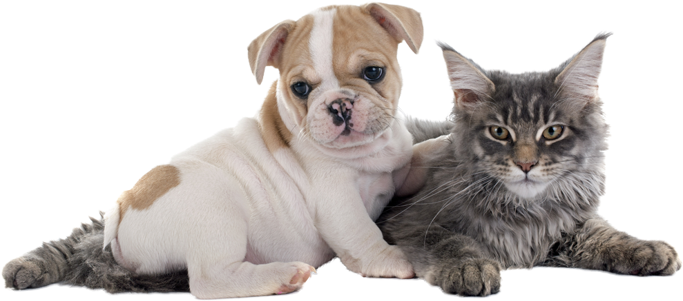 Dogs And Puppies - Buldogue Frances Com Gato (1000x462), Png Download