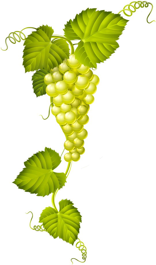 Find This Pin And More On Decoupas By Galvezdoa - Wine Vector (592x979), Png Download