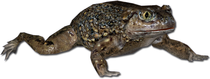 Western Spadefoot Toad - Spadefoot Toad Png (720x720), Png Download
