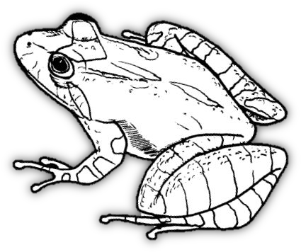 Wftconservationbw - Northern Cricket Frog Drawing (460x405), Png Download