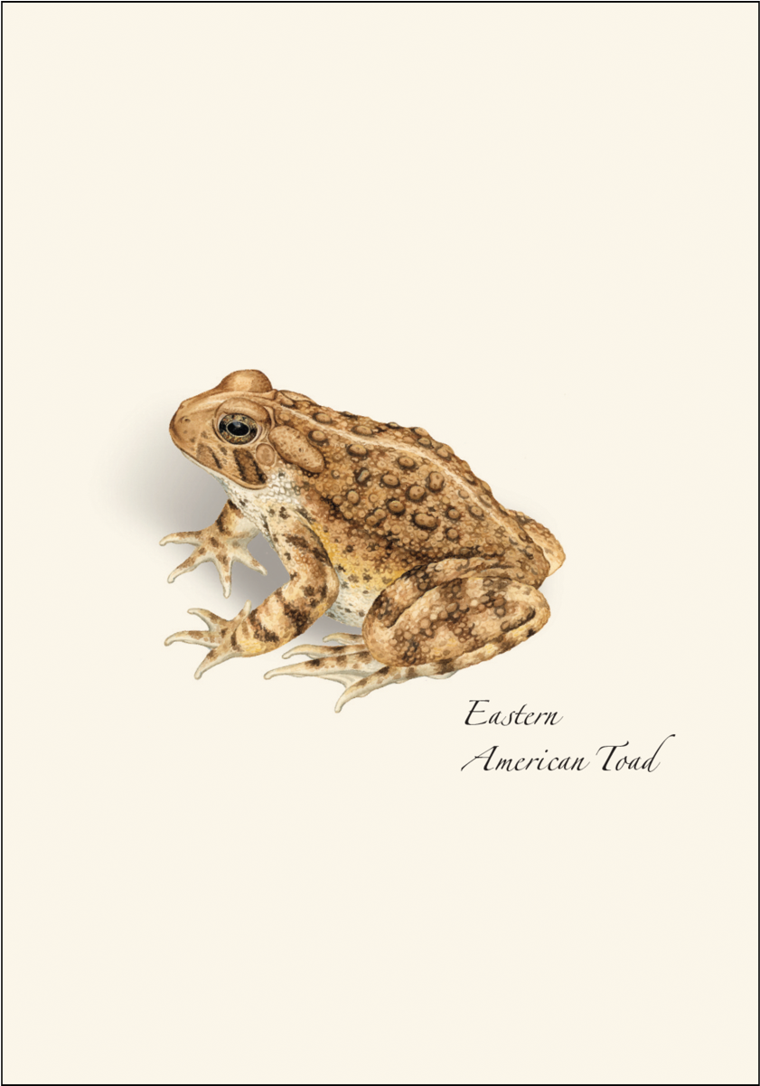 Shopping Cart -  -  - Eastern Spadefoot (1200x1200), Png Download