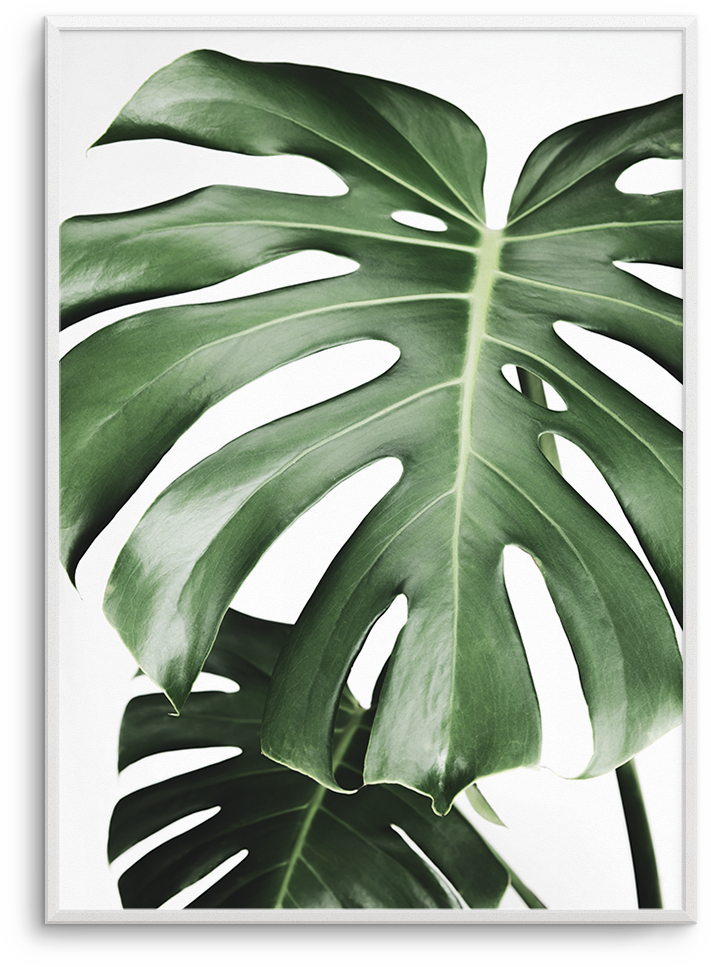 Monstera X Two - Swiss Cheese Plant (937x1181), Png Download