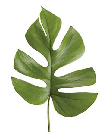 Follajes Exoticos (570x444), Png Download