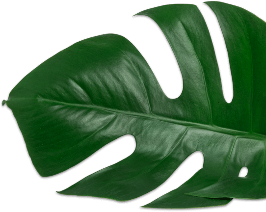 Plant-2 - Disprin Forte 24 Tablets (542x432), Png Download