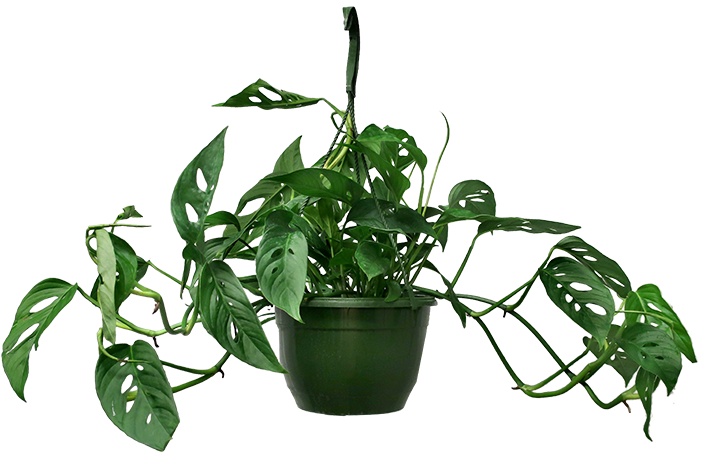Monstera Adansonii Hanging Basket - Monstera Adansonii (700x600), Png Download