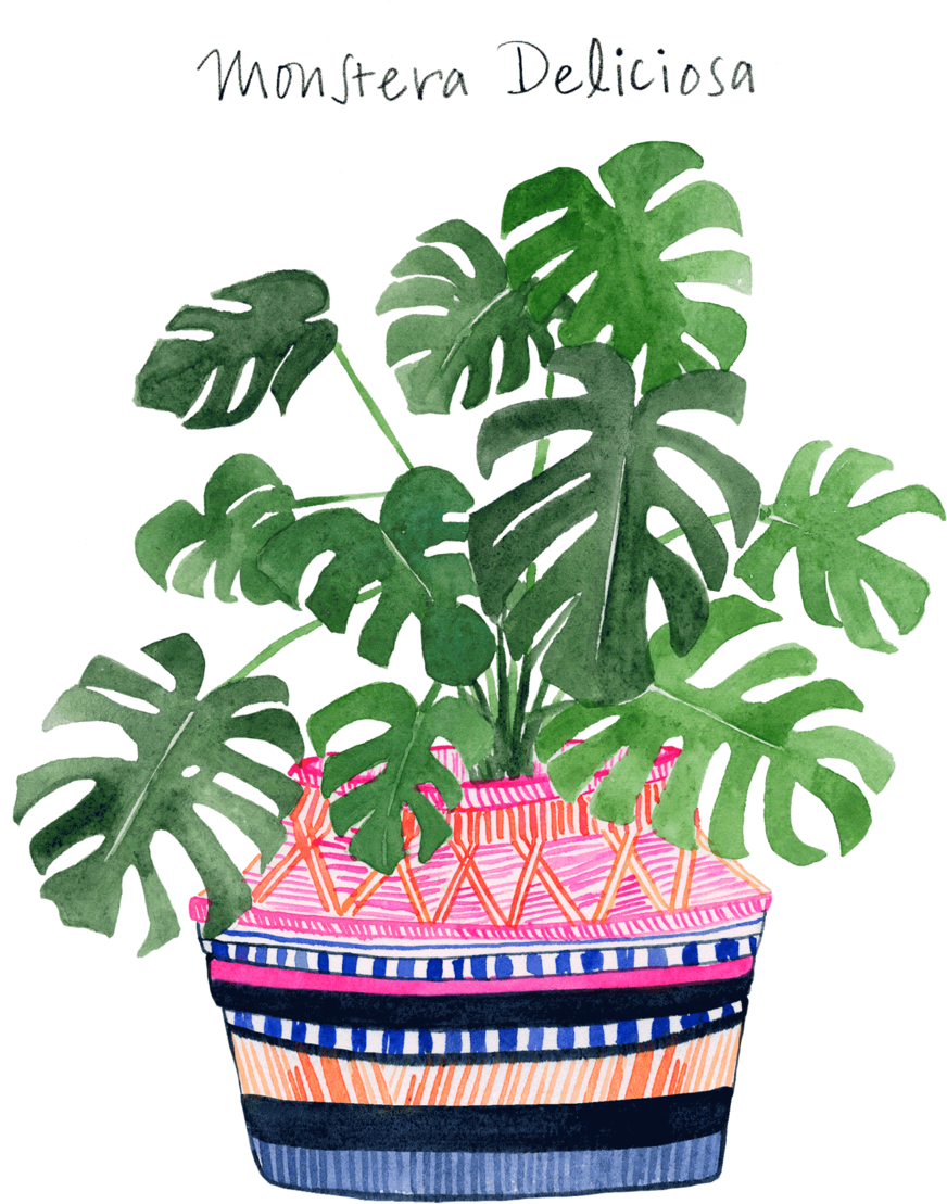 Monstera Web 2016 (1000x1333), Png Download
