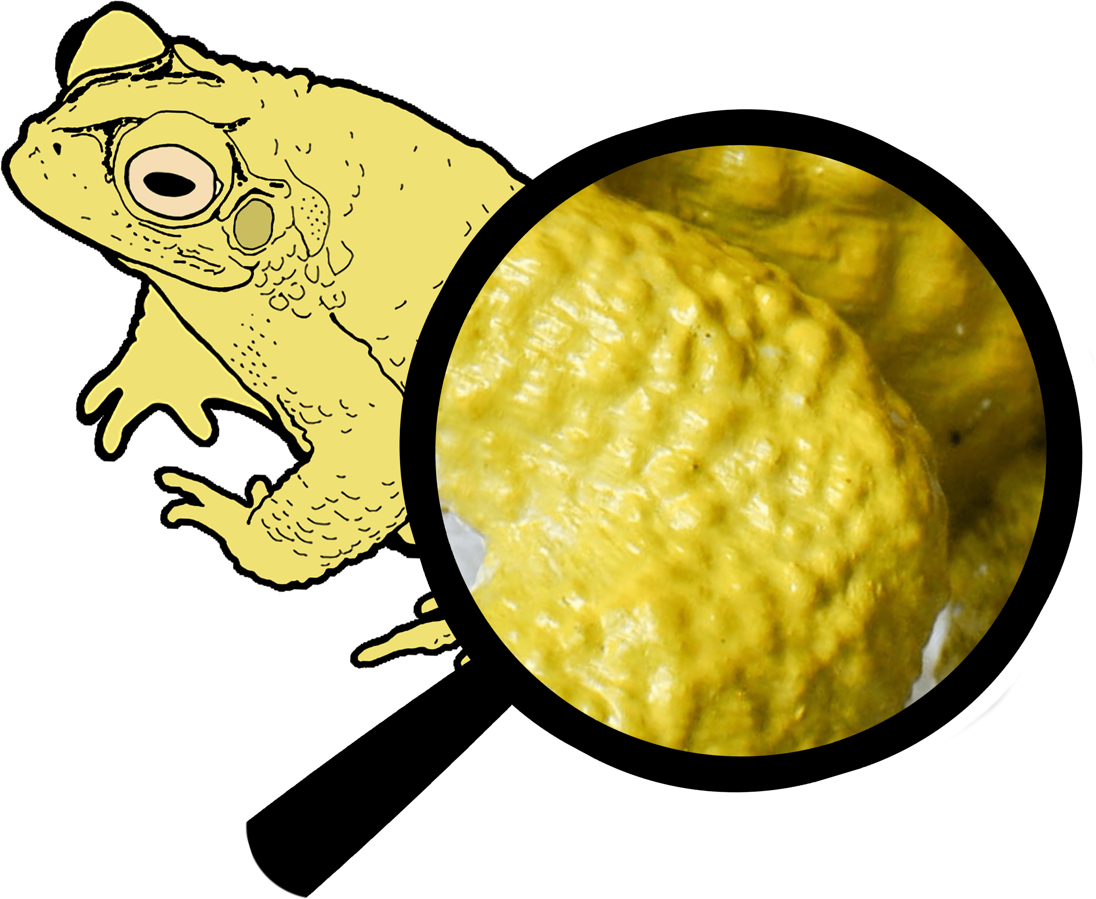 Realistic - True Frog (3825x3825), Png Download