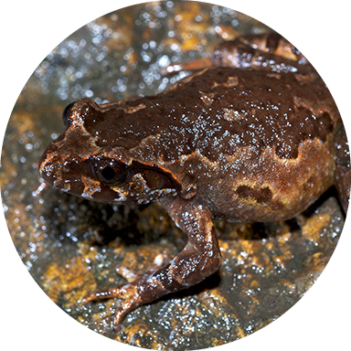 Adm-capital Circle Leptolax Botsfordi Rowley - Mount Data Forest Frog (384x384), Png Download