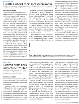 Goose Tower In Vordingborg, Zealand (356x460), Png Download