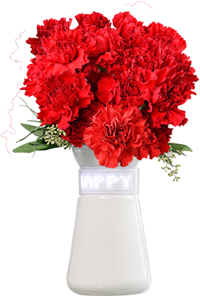 Features - Bouquet (304x522), Png Download