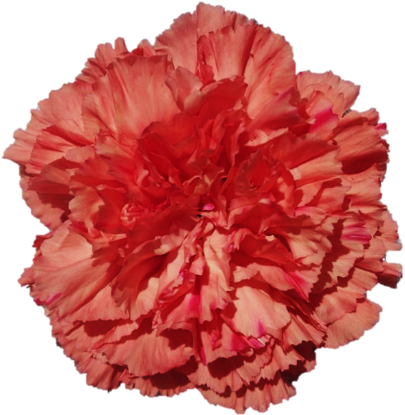 Orange Hermes - Carnation - Carnation (592x607), Png Download