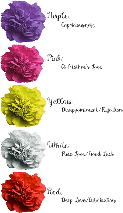 Carnations For Every Occasion - Carnations Meaning (418x700), Png Download