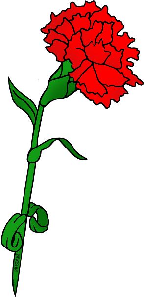 Red Carnation - Flower (351x648), Png Download