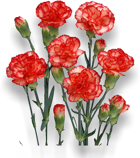 Akari - Carnation (652x532), Png Download