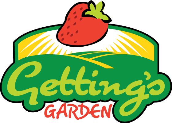 U-pick Strawberries - Garatuja (560x401), Png Download