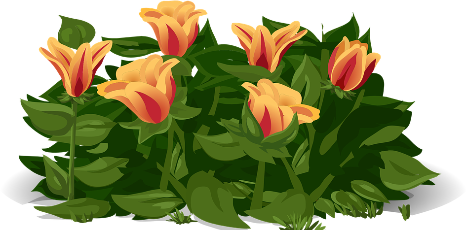 Tulips, Flowers, Plants - Gelukkige Lentedag (960x466), Png Download