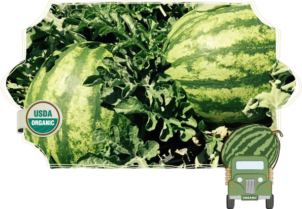 Seeded Watermelons - Plantation (601x470), Png Download