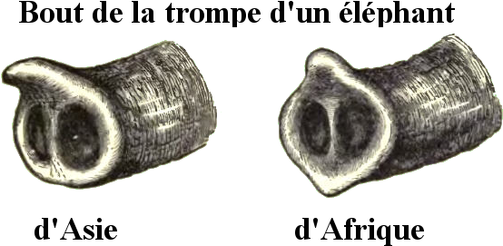 Elephanttrunks-fr - African Elephant And Asian Elephant Trunk (656x307), Png Download