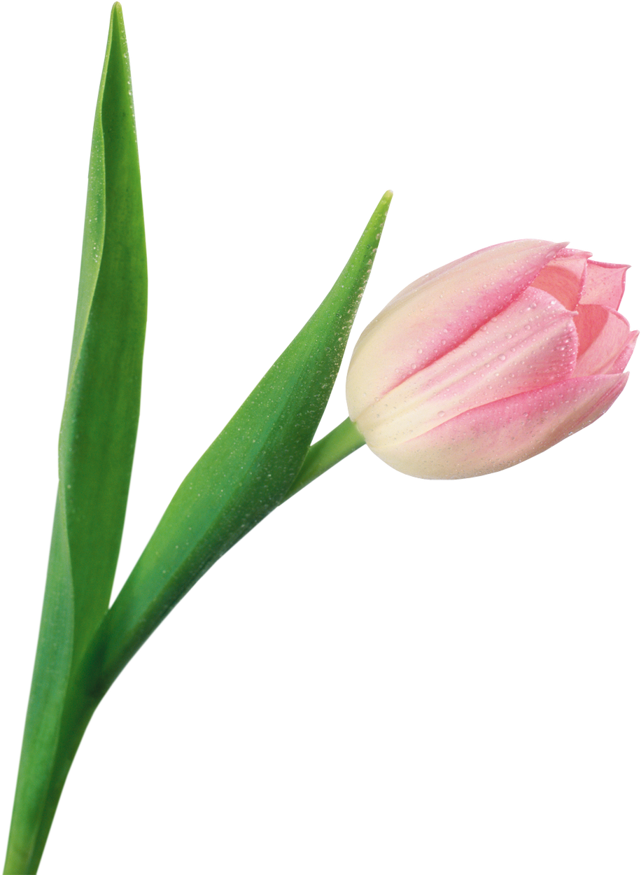 Тюльпан На Прозрачном Фоне (916x1250), Png Download