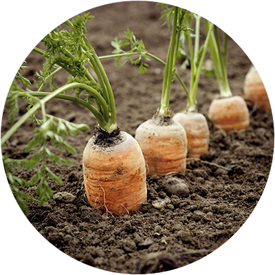 Soil Protects Soil Protects - Organic Farming (400x400), Png Download