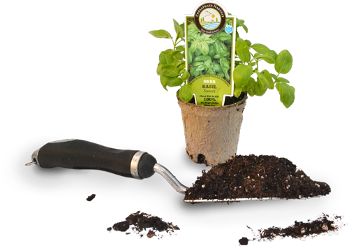 Chesapeake Harvest Basil Plant - Houseplant (500x355), Png Download